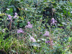 Allium carinatum pulchellum