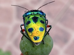 Calliphara excellens