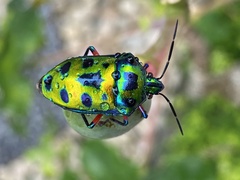 Calliphara excellens