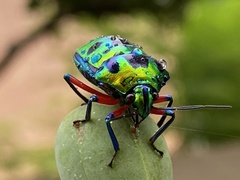 Calliphara excellens