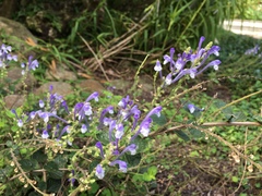 Scutellaria tashiroi