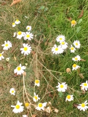 Tripleurospermum inodorum