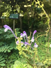 Scutellaria tashiroi