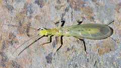 Chloroperla nevada
