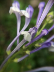 Scutellaria tashiroi