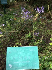 Scutellaria tashiroi