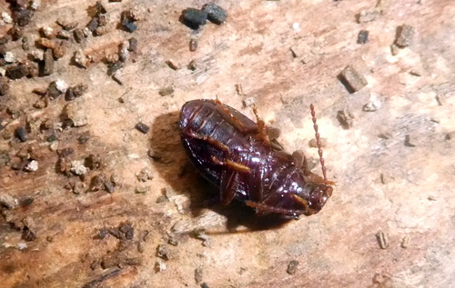 Nalassus laevioctostriatus, 3749 Lage Vuursche, Nederland, photo 5 of 10