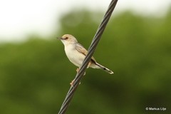 Cisticola galactotes galactotes