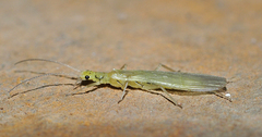 Chloroperla nevada