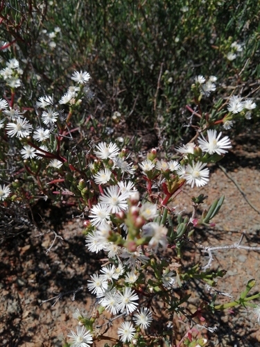 Image of Ruschia multiflora by (c) Danie Palm, some rights reserved (CC BY)