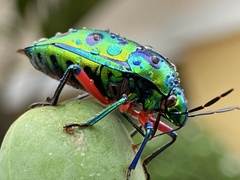 Calliphara excellens