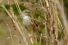 Cisticola natalensis