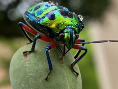 Calliphara excellens