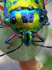 Calliphara excellens