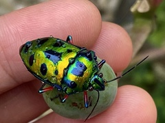 Calliphara excellens