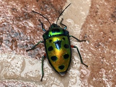 Calliphara excellens