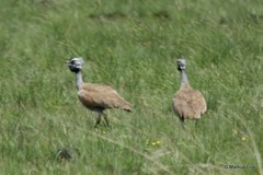 Eupodotis caerulescens