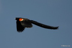 Euplectes progne