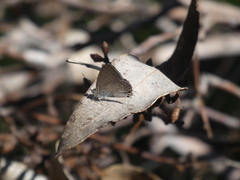 Theclinesthes miskini