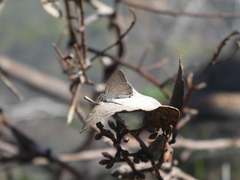 Theclinesthes miskini