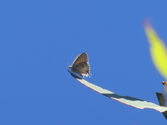 Theclinesthes miskini