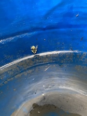 Hyla chinensis