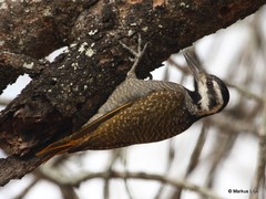 Chloropicus namaquus