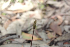 Chiloglottis trapeziformis