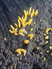 Calocera furcata