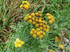 Tanacetum vulgare