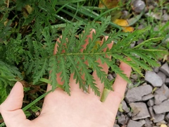 Tanacetum vulgare