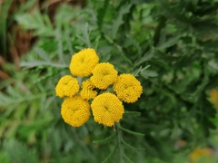 Tanacetum vulgare