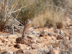 Certhilauda subcoronata