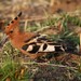 African Hoopoe - Photo (c) markus lilje, some rights reserved (CC BY-NC-ND), uploaded by markus lilje