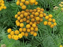 Tanacetum vulgare