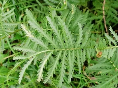 Tanacetum vulgare