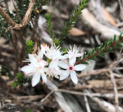 Calytrix alpestris