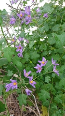 Solanum trilobatum