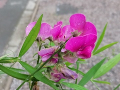 Lathyrus latifolius