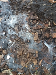 Porrhothele antipodiana