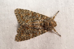 Polymixis flavicincta