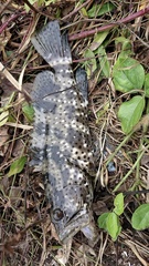 Epinephelidae