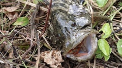 Epinephelidae