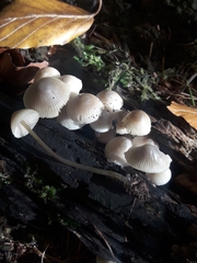 Mycena arcangeliana