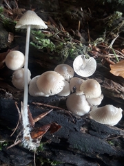Mycena arcangeliana