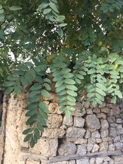 Robinia pseudoacacia