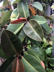 Magnoliopsida