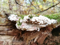 Phlebia centrifuga