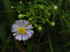 Symphyotrichum