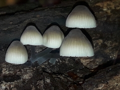 Mycena arcangeliana